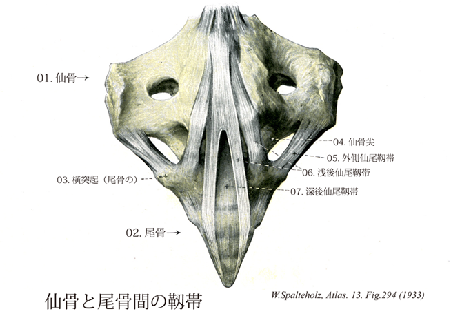 仙尾関節の特徴と尾骨痛について
